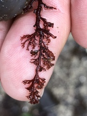 Microcladia coulteri