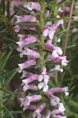 Muraltia juniperifolia