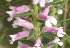 Muraltia juniperifolia