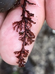 Microcladia coulteri