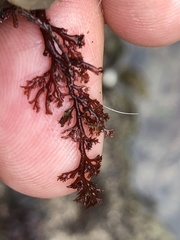 Microcladia coulteri