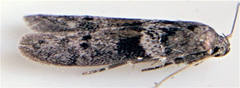 Meroptera pravella