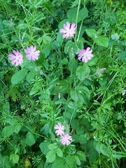 Silene × hampeana