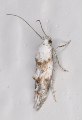 Mompha murtfeldtella