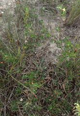 Cliffortia drepanoides