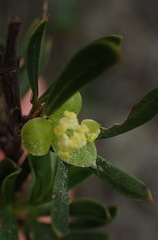 Cliffortia drepanoides