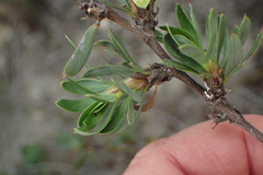 Cliffortia drepanoides