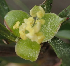 Cliffortia drepanoides