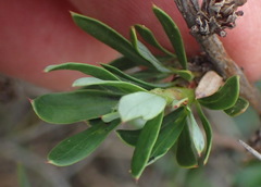 Cliffortia drepanoides