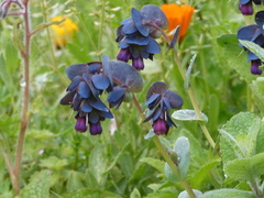Cerinthe major