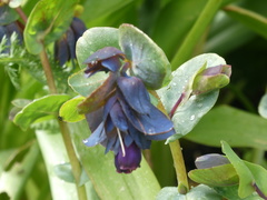 Cerinthe major