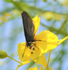 Pholisora mejicanus