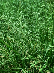 Poa pratensis