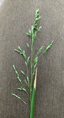 Poa pratensis