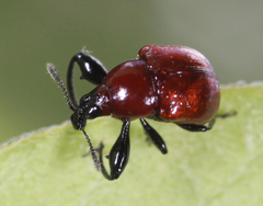 Synolabus nigripes