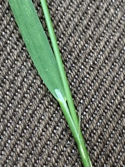 Poa pratensis
