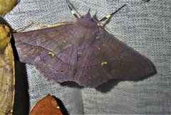 Eulepidotinae