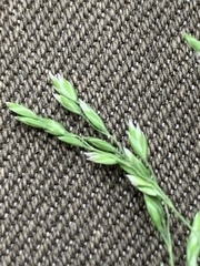 Poa pratensis