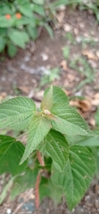 Acalypha monostachya