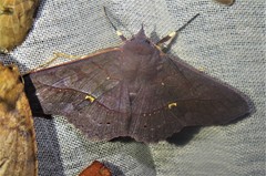 Eulepidotinae