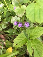 Glechoma hederacea