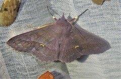 Eulepidotinae