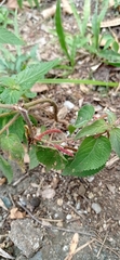 Acalypha monostachya