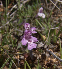Clinopodium insulare