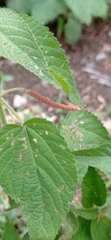 Acalypha monostachya