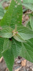 Acalypha monostachya