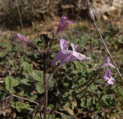 Clinopodium insulare