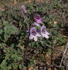 Clinopodium insulare
