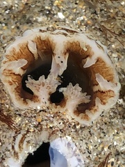 Zirfaea pilsbryi