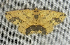 Isochromodes granula