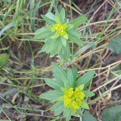 Euphorbia hyberna
