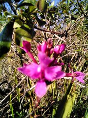 Epidendrum jamiesonis