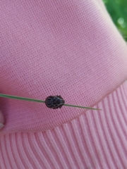 Dermacentor reticulatus