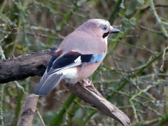 Garrulus glandarius