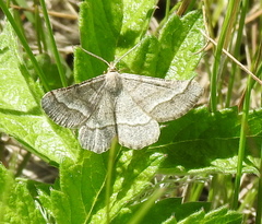 Isturgia murinaria