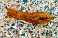 Aplysia sydneyensis