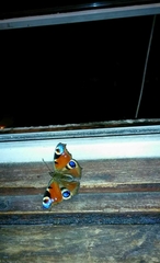 Aglais io
