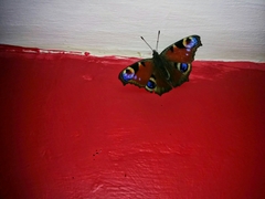 Aglais io