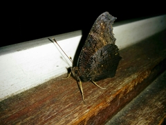 Aglais io