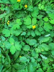 Chelidonium majus