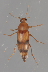 Diclidia