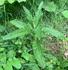 Cirsium arvense