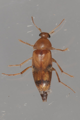 Diclidia