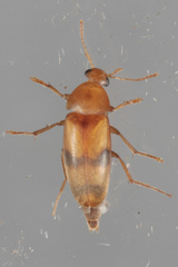 Diclidia