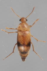 Diclidia