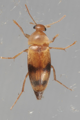 Diclidia